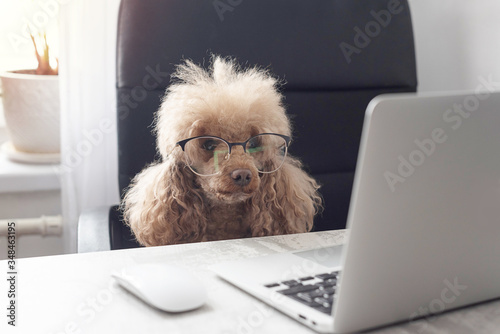 dog apricot poodle with glasses sitting at a table and looking at a laptop, the concept of working from home during quarantine