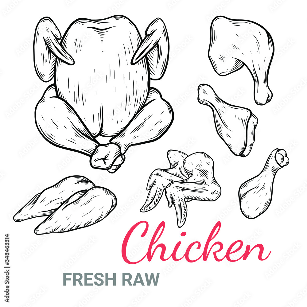 Vector set sketch style illustration of Chicken wings, legs and whole