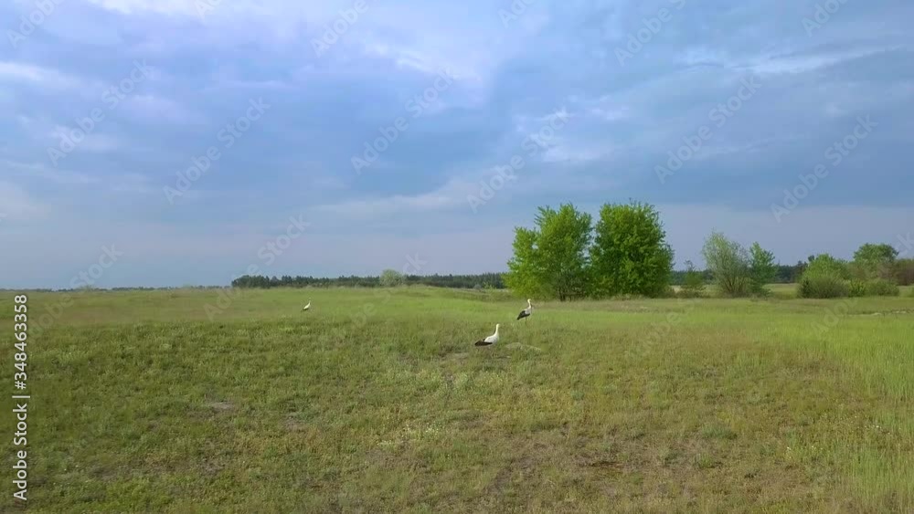 White storks fly over green fields. Wild Bird life in the natural environment. The view from the flying drone. Ukrane. 4K White storks fly over green fields. Wild Bird life in the natural environment. The view from the flying drone. Ukrane. 4K