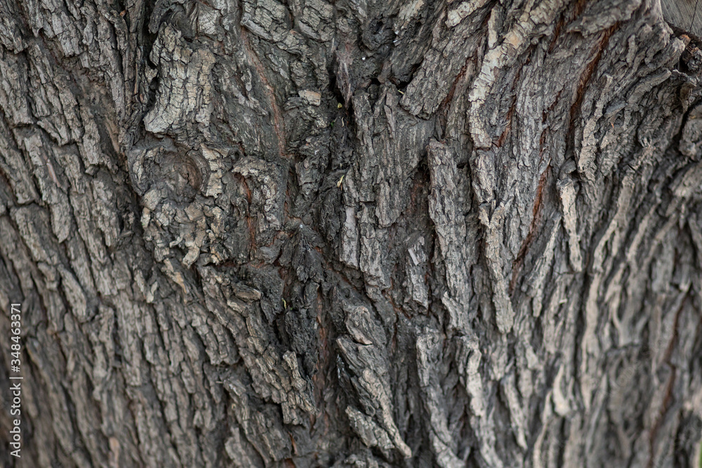 wood trunk texture wood trunk texture
