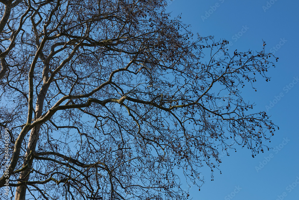 Obraz premium Platanus x hispanica