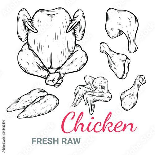 Vector set sketch style illustration of Chicken wings, legs and whole chicken. farming product drawing. Engraved style. Poultry natural business. object for menu, label, recipe, product packaging