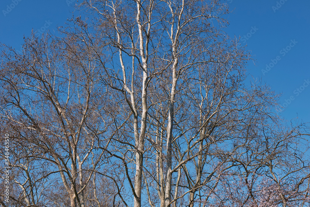 Platanus x hispanica