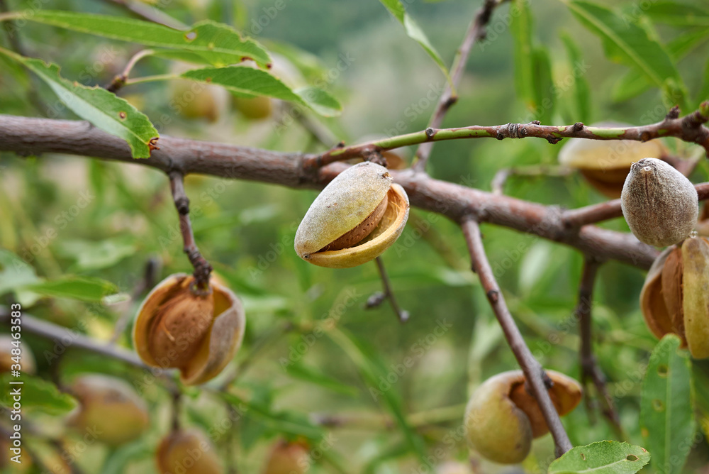 Obraz premium Prunus dulcis