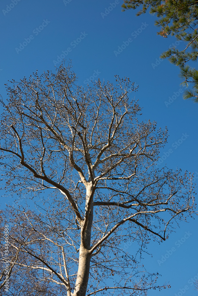 Platanus x hispanica Platanus x hispanica