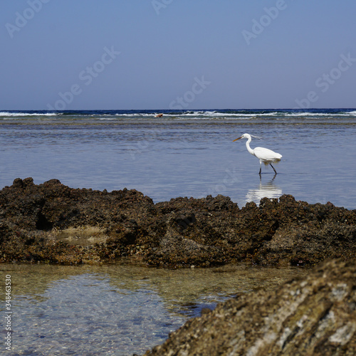 The white heron strolls along the stone plateau of the sea coast