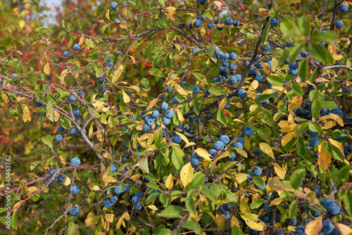 Obraz na płótnie Prunus spinosa