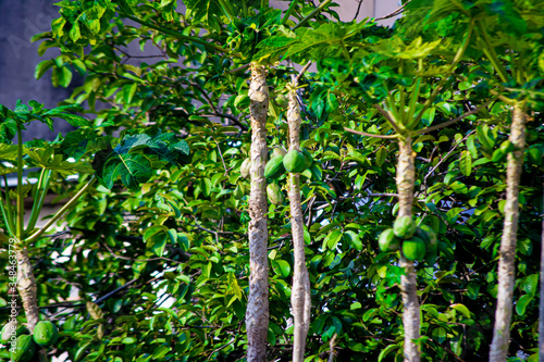 green tree branches