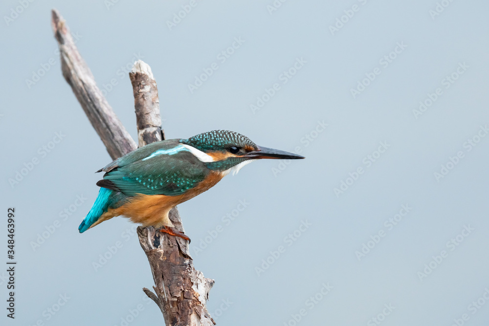 Obraz premium Common Kingfisher on the branch