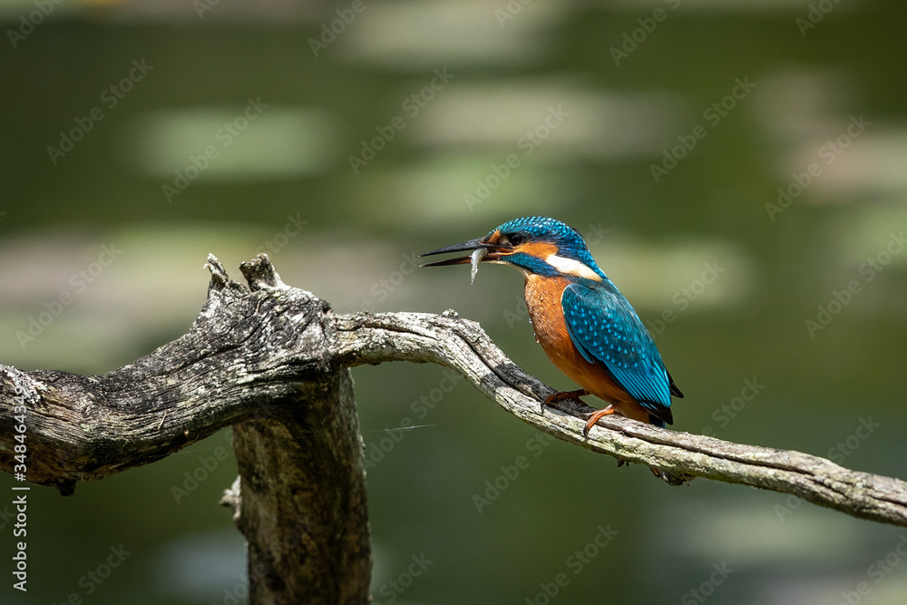 Fototapeta premium Common Kingfisher on the branch