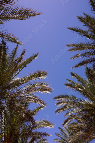 Coconut Palm tree with blue sky retro and vintage tone.