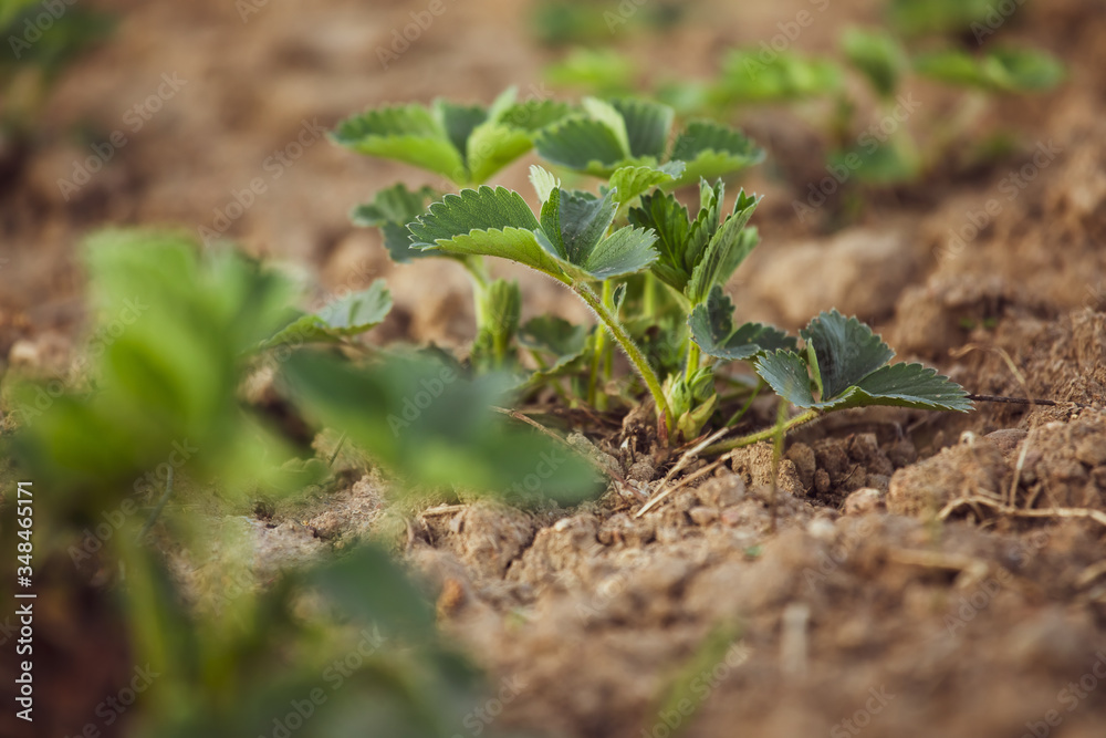 Bushy young Plant of Strawberries, strawberries in the Garden on a bed in the Open Air.Spring, garden Bushy young Plant of Strawberries, strawberries in the Garden on a bed in the Open Air.Spring, garden
