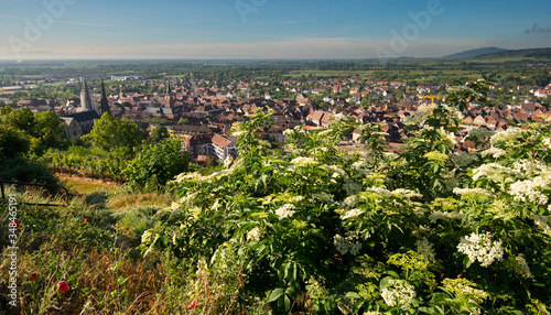 Bild auf Leinwand Blick auf obernai im Elsass