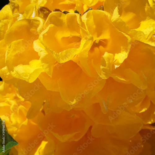 Close up of blooming orange bright flowers