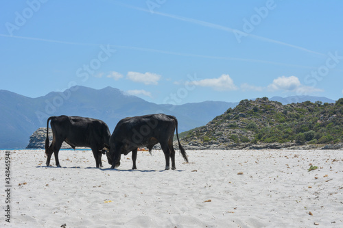 Bulls on Plage du Lotu (Loto beach), Desert des Agriates. Corsica island, France