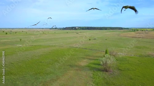 White storks fly over green fields. Wild Bird life in the natural environment. The view from the flying drone. Ukrane. 4K