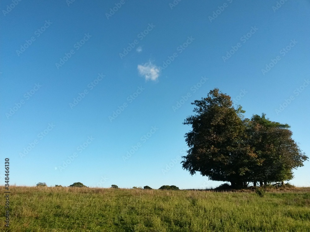 green garden in the forest. meadow in summer season green garden in the forest. meadow in summer season
