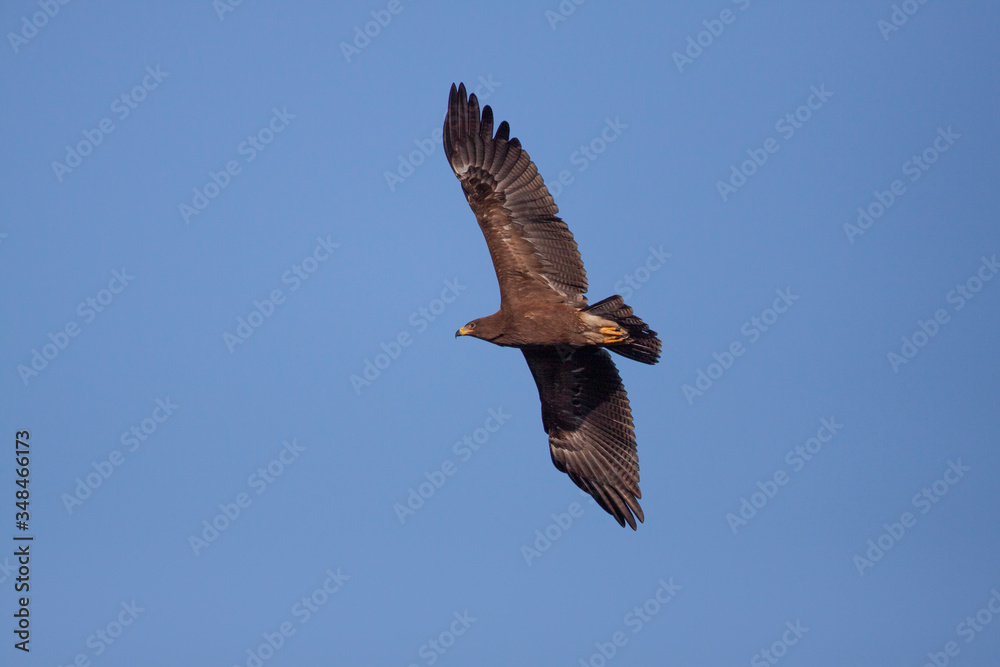 Obraz premium Lesser Spotted Eagle flying against the blue sky -Birds of prey (Clanga)