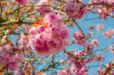 Cherry Blossom Flowers with a blue sky in the background
