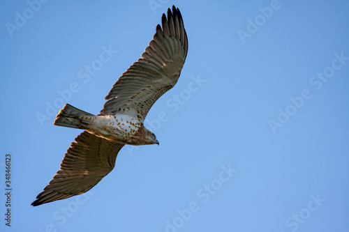 Short-toed snake eagle Circaetus gallicus flying.