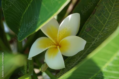 Frangipani Flower closeup. Exotic Plumeria Spa Flowers on green leaf tropical background. Beautiful Scented flosers, aromatherapy