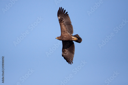 Lesser Spotted Eagle flying against the blue sky -Birds of prey (Clanga)