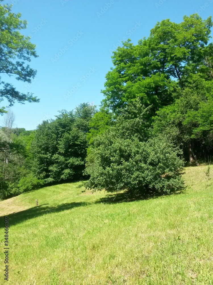green garden in the forest. meadow in summer season green garden in the forest. meadow in summer season