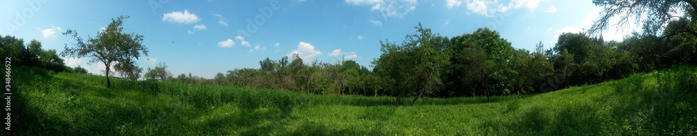 green garden in the forest. meadow in summer season