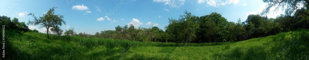 green garden in the forest. meadow in summer season green garden in the forest. meadow in summer season