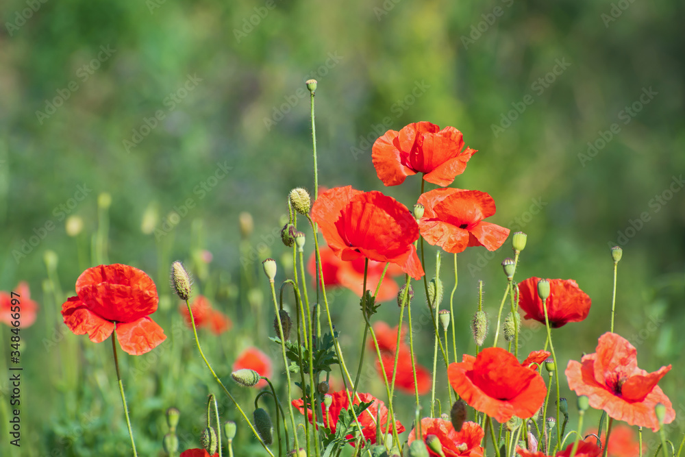 Fototapeta premium Meadow of fresh bright red wild poppies on blurred floral background