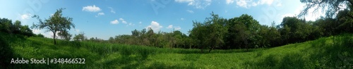green garden in the forest. meadow in summer season