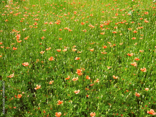 野原のナガミヒナゲシ咲く風景