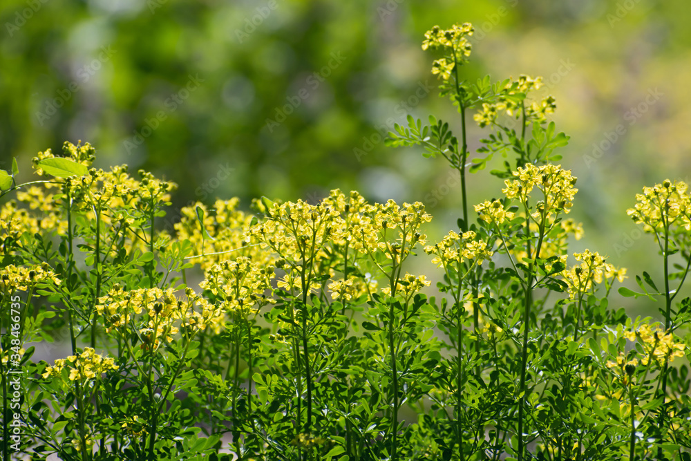 Obraz premium Insolated yellow small wildflowers of rue Ruta graveolens on blurred green floral background