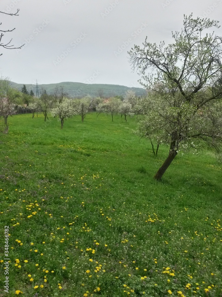 green garden in the forest. meadow in summer season green garden in the forest. meadow in summer season