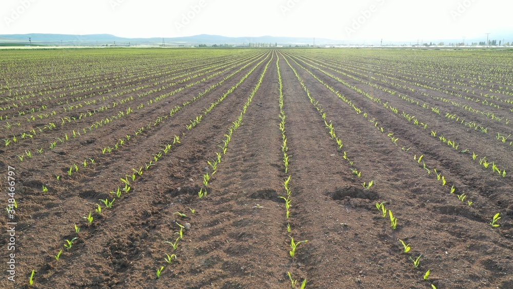 Aerial view of corn field. Small corn. Agricultural field. Aerial view of corn field. Small corn. Agricultural field.