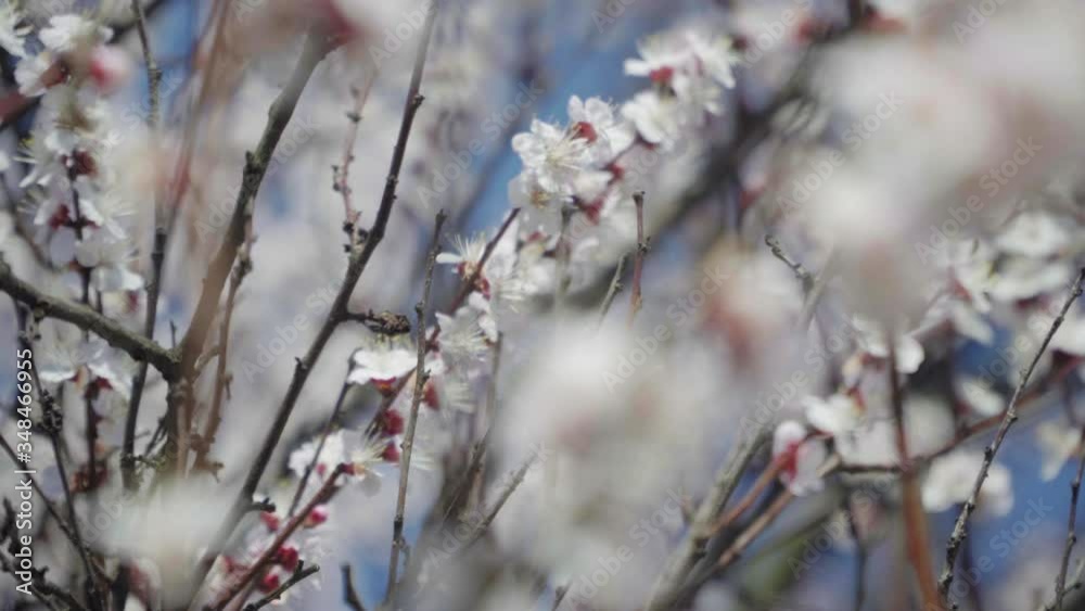 Blooming apricot on a background of blue sky Blooming apricot on a background of blue sky