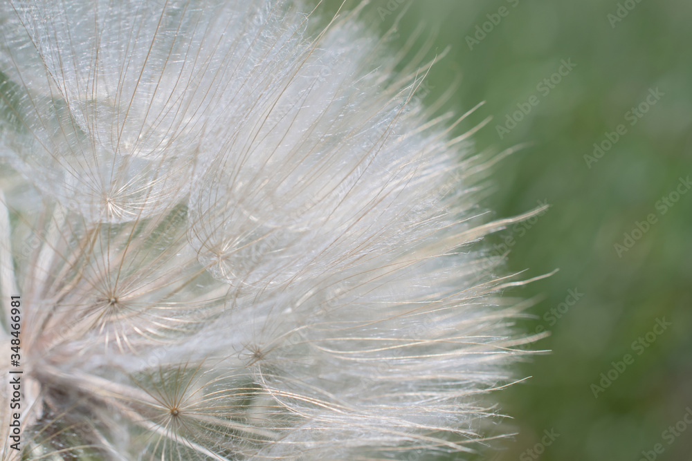 Super macro view of fluffy white dandelion