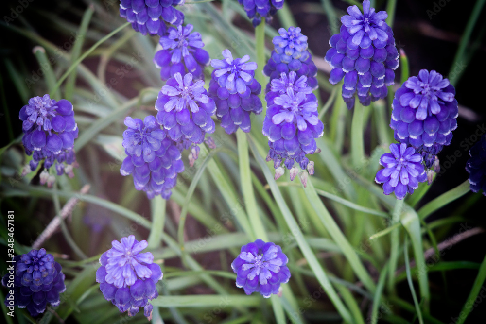 Blue flowers in the garden in spring Blue flowers in the garden in spring
