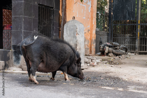 Photography Big boar drinks water from a dirty puddle