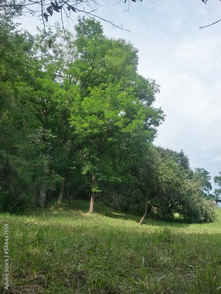 Fototapeta premium green garden in the forest. meadow in summer season