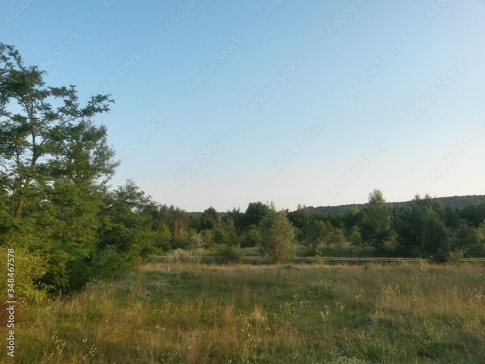 green garden in the forest. meadow in summer season