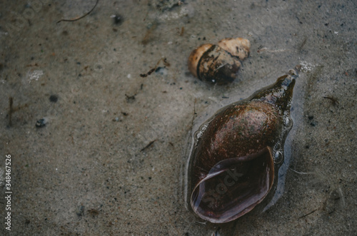 snail on the beach