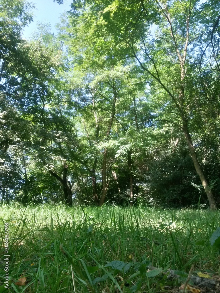 green garden in the forest. meadow in summer season