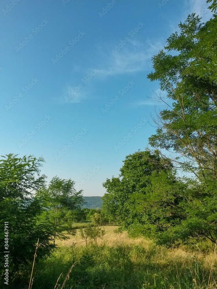 Fototapeta premium green garden in the forest. meadow in summer season