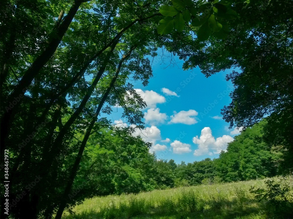 Obraz premium green garden in the forest. meadow in summer season