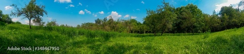 green garden in the forest. meadow in summer season