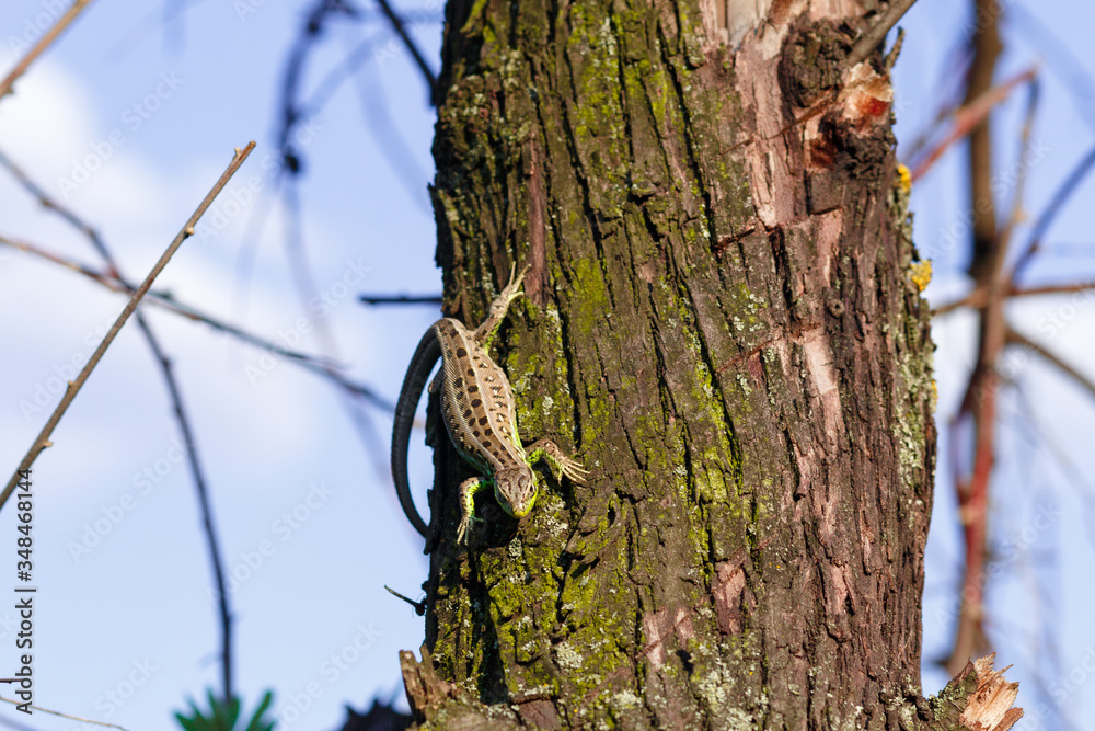 Green forest lizard, sitting on a tree. Wild lizard green. A brown-green lizard sits on a tree. Zootoca vivipara. Lizard from central Europe. Green forest lizard, sitting on a tree. Wild lizard green. A brown-green lizard sits on a tree. Zootoca vivipara. Lizard from central Europe.