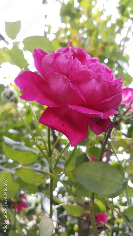 Red rose flower bloom on a background of blurry red roses in a roses garden. Red rose flower bloom on a background of blurry red roses in a roses garden.