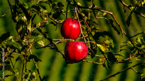 Herbst