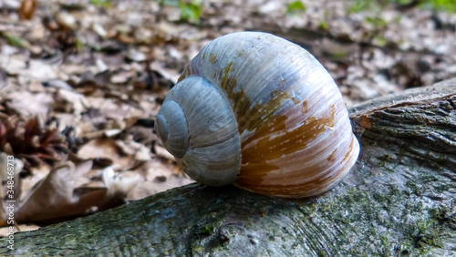 Schnecke